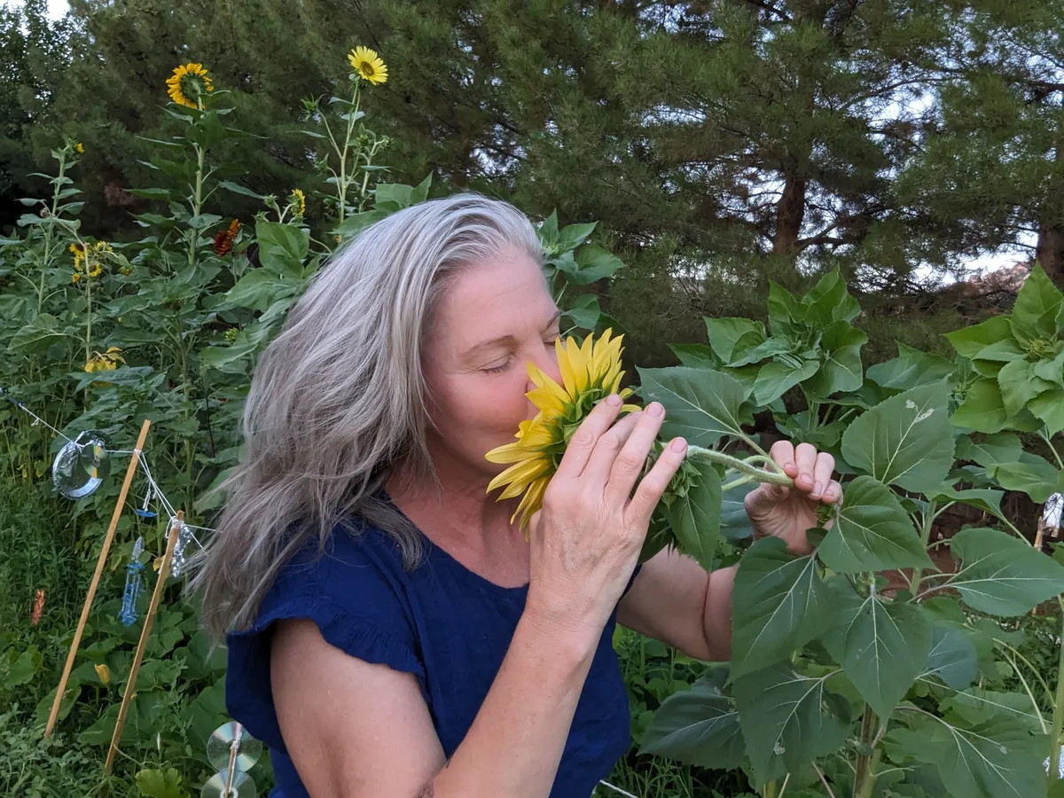 Charlotte and the Sunflower